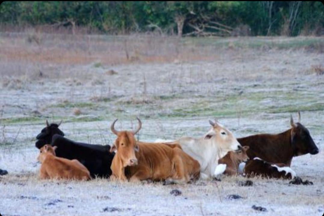 Foto 2 de 4 — Boa Esperança do Sul tem frio intenso e geada nesta sexta-feira (30)